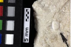 Foto (Detailansicht) von Cracensigillatus acutirostris (Moericke, 1889) (NHMW-GEO-1990-0041-0204)